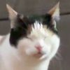 ashronan666362